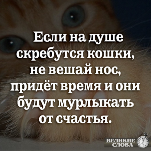 Кошки на душе скребут