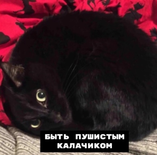 Зачем ты под черного легла слушать