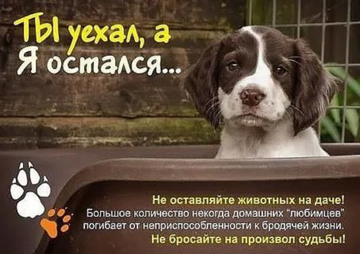 связи не бросайте животных фото предложения услуги черемхово