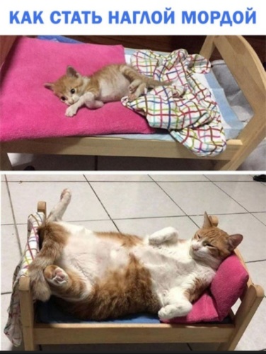 Котопесия блог