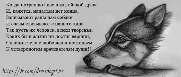 Грустное стихотворение поэта. Грустные стихи про собак. Стихи про собаку преданность. Грустные стихи про собак до слёз. Высказывания о преданности собак.