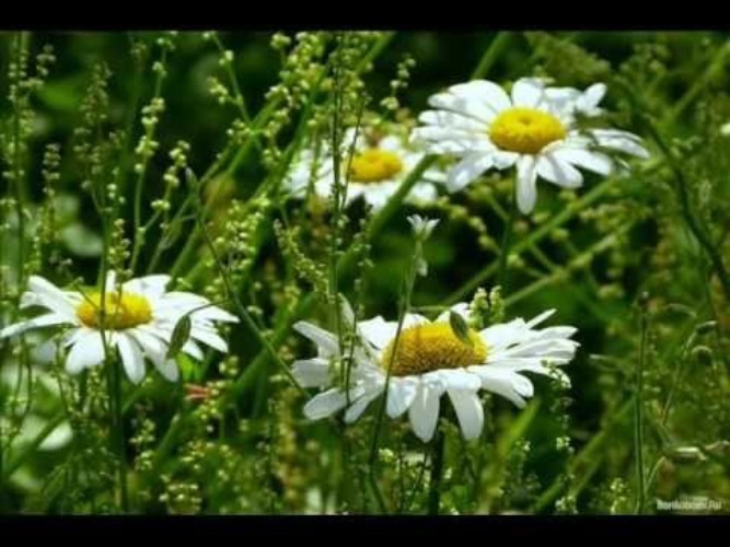 Ромашки спрятались поникли лютики. Поникли лютики. Поникшая Ромашка. Ромашки спрятались. Сорванная Ромашка.