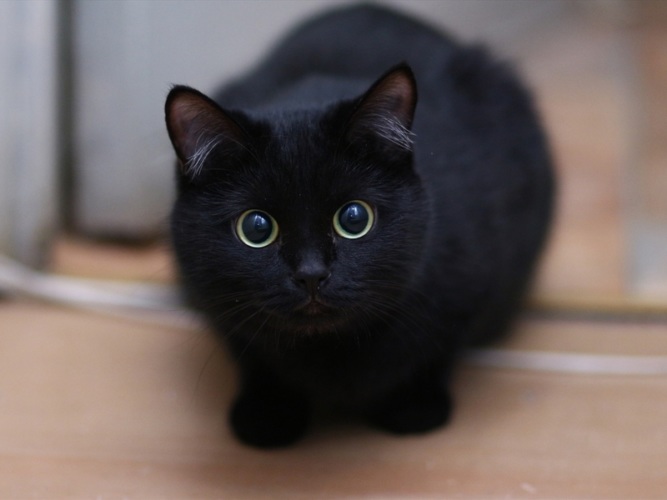 Черные котики