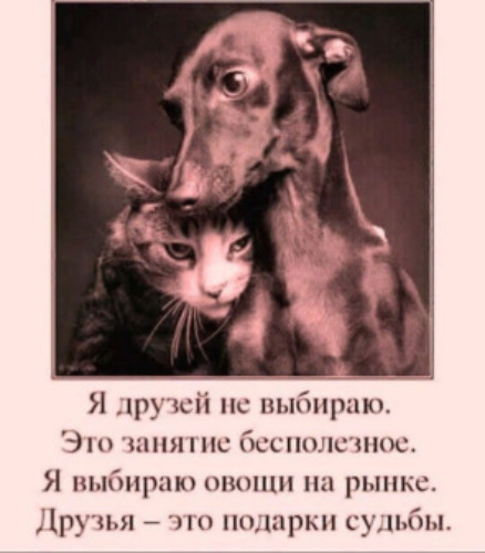 Лента по интересам - Картинки - 1940637 - Tabor.ru