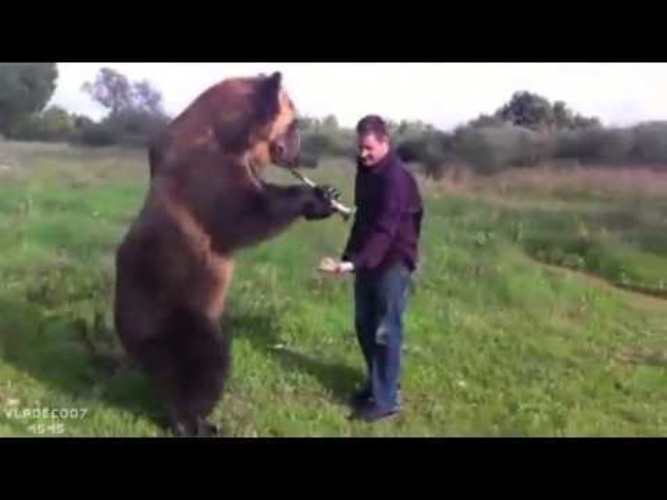 Хороший медведь видео. Медведь и человек Дружба Россия. Видео про популярного медведя. Джим и Джимбо крепкая Дружба человека и медведя.