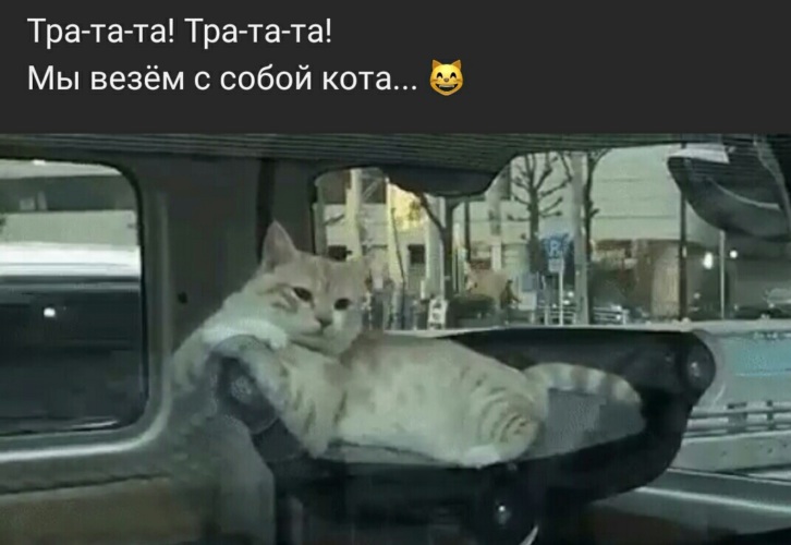 Тра та мы везем с собой кота