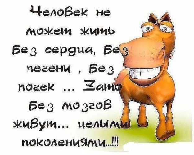 Вез день. Без мозгов. Трудно жить без мозгов. Человек может жить без мозгов? Жить. Цитаты о людях без мозгов.