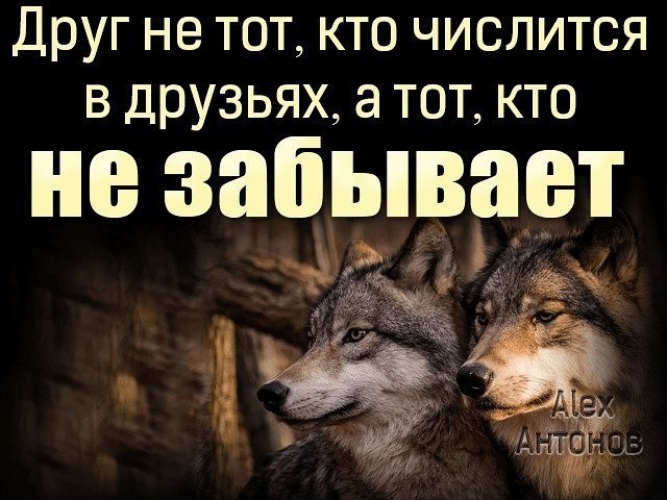 Лучший друг никогда не бросит. Друг не тот кто. Статусы про друзей которые забыли. Цитаты Волков. Цитаты про забытых друзей.