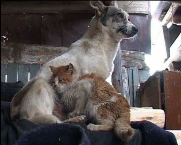 Animals дзен рассказы