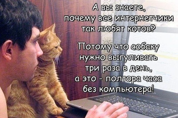 Почему коты любят. Все любят котиков. Почему все любят котиков. Почему всем нравятся котики. Приколы про интернетчиков.