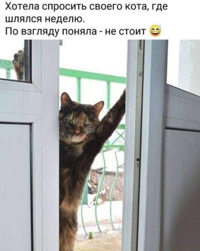 Ты кота
