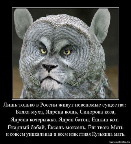 Как выглядит ешкин кот фото Лента по интересам - Юмор - 2102114 - Tabor.ru