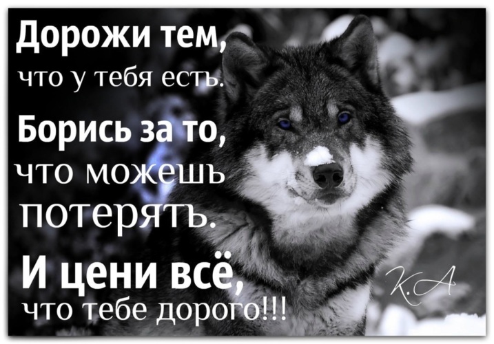 Пословица с волками жить по волчьи. Дорожите теми кто дорожит. Дорожите теми кто дорожит тобой. Дорожи теми кто дорожит тобой картинки. Дорожу теми кто дорожит мной.