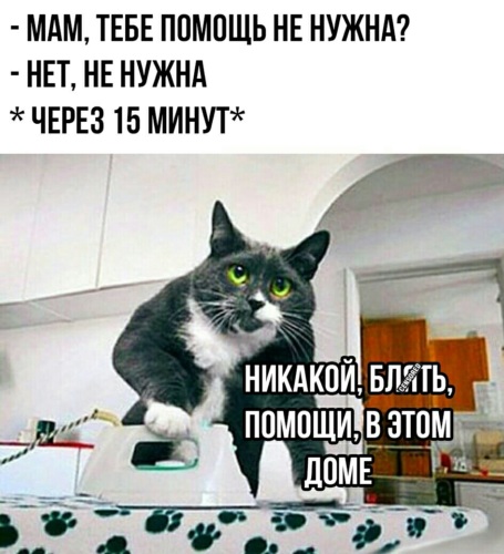 Кот с тряпкой мем