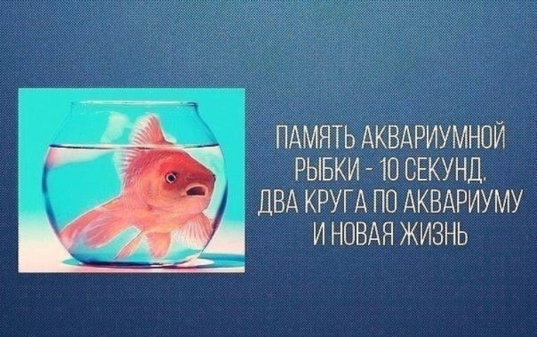 Память рыбки. Рыба с короткой памятью. Какая память у рыб по времени. Память рыбки. Сколько память у рыбки.