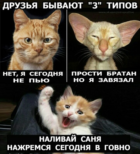 Давай наливай мем звук Лента по интересам - Животные - 2127681 - Tabor.ru