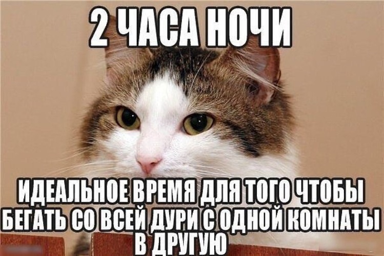 Смешные котики мемы
