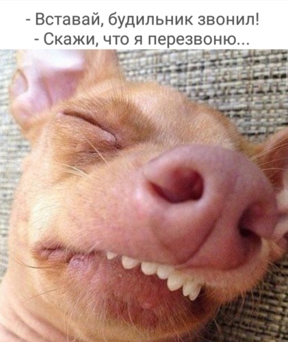 последних двух будильник звонит скажи что я перезвоню картинка днем рождения
