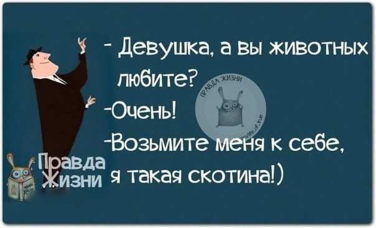 Открытки это правда. Девушка, возьмите меня к себе. Я такая скотина. Скотина такая Модерн. Девушка вы животных любите возьмите меня с собой.