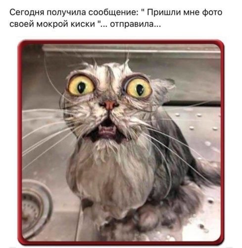 Мокрая кошка. Мокрые коты. Мем мокрая. Мокрая кошка. Мем мокрая.