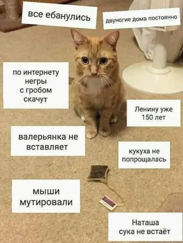 Котики и наташа новые мемы Лента по интересам - Картинки - 2297045 - Tabor.ru
