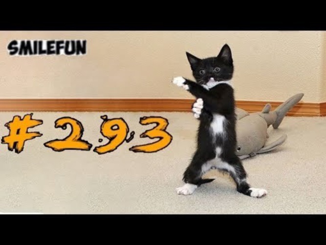 С озвучкой коты