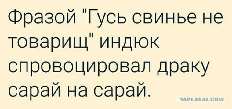 На рождество какие планы спросил у поросенка гусь