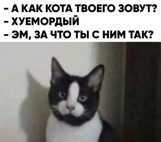 Шутки кончились мем с котом