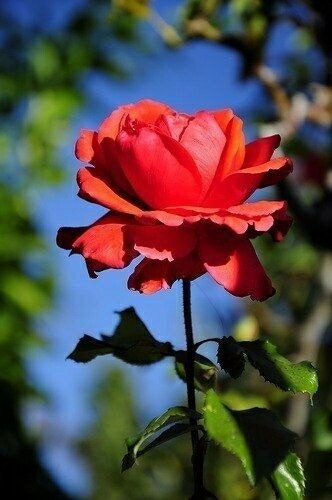 шикарный яркий букет. роскошный букет. цветы 104. букет 104 - s (d20-25; h30). красивый букет.