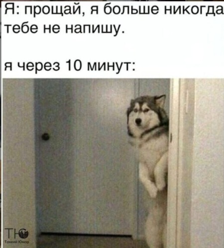 Проскочим на серый мем с собаками