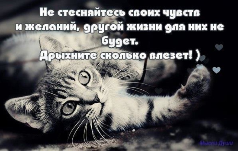 Не стесняйся быть собой. Подпишись на дзен канал. Пожелания плохому человеку. Будь собой картинки. Не стесняйтесь 14.