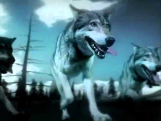 Волчья судьба песни. Лорен волк Волчья Лощина.