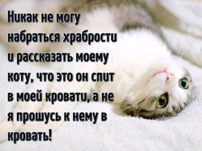 Цитаты про котиков