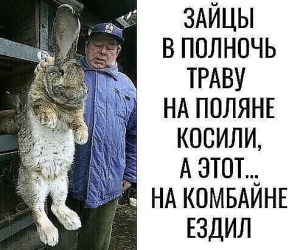 Косят зайцы траву трын траву на поляне. Зайцы в полночь. Зайцы в полночь траву на Поляне косили текст. Зайцы косят траву в полночь. Заяц косит.