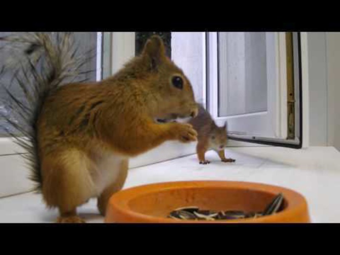 Белка ручная домашняя. Видео домашней белки. Дом для белки. Видео домашней белки. Бельчонок в квартире.