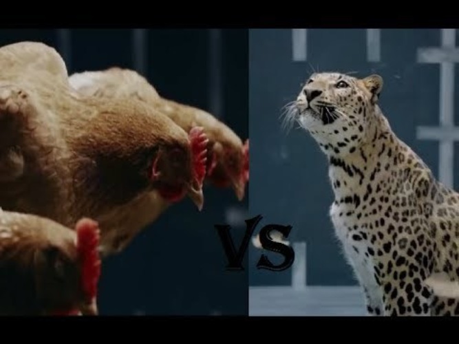Реклама мерседес с курицей. Реклама Ягуар. Реклама Ягуар против Мерседеса. Реклама Мерседес с ягуаром. Ягуар из рекламы.
