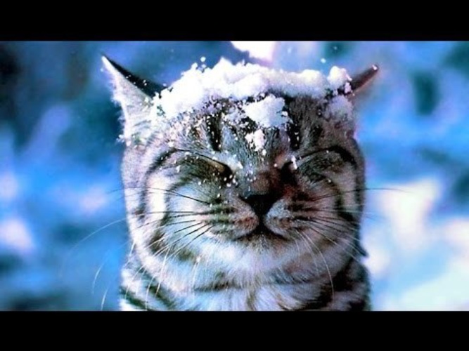 Словно снег на голову. Зимние котики. Кот в снегу. Коты зимой. Снежное утро.