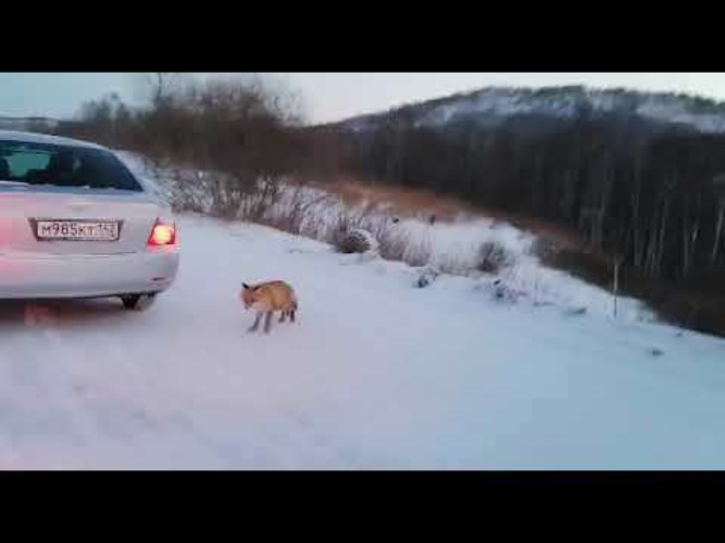 Дорога лис. Нападение медведя на человека жесть. Видео медведь нападает на человека на снегоходе. Медведь украл ящик водки. Медведь загнал рыбаков на дерево угнал машину что было дальше.