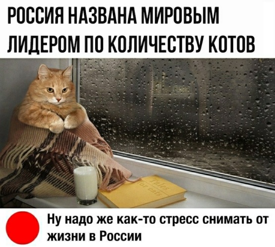 Кот после переезда
