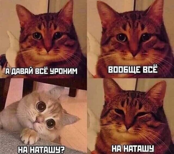 Мемы с котами