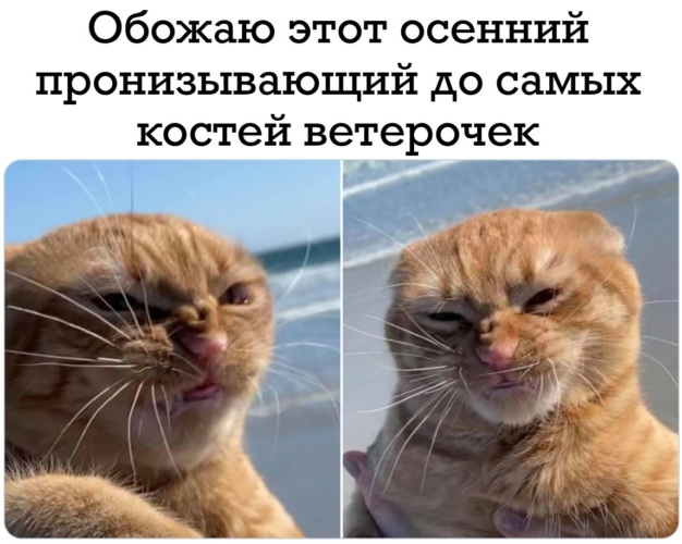 Мем кот рыжий