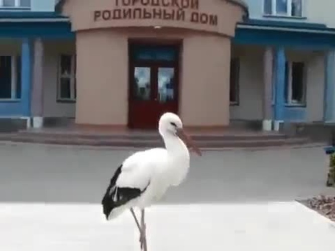 Лет, гифка аист