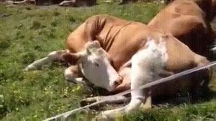 Guy Fucks Cow