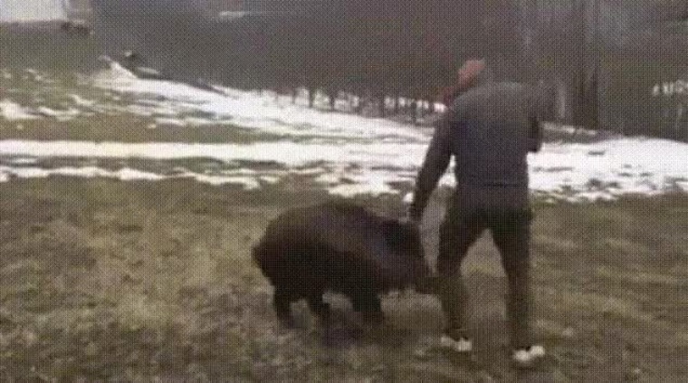 Greased Pig Gif