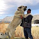 Хоразмшох Авлоди, 44 года